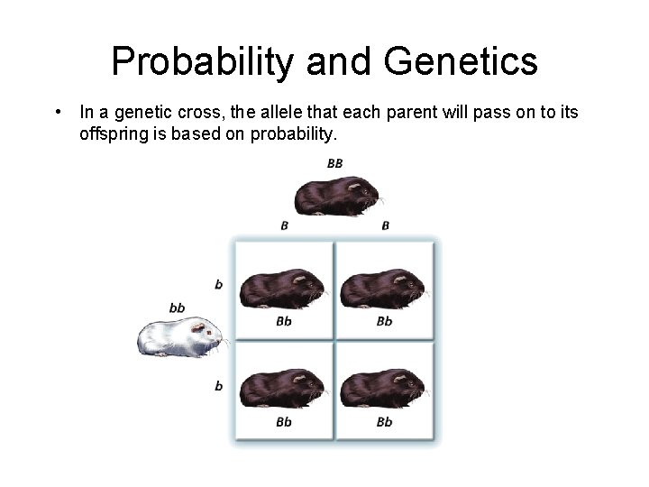 - Probability and Heredity Probability and Genetics • In a genetic cross, the allele