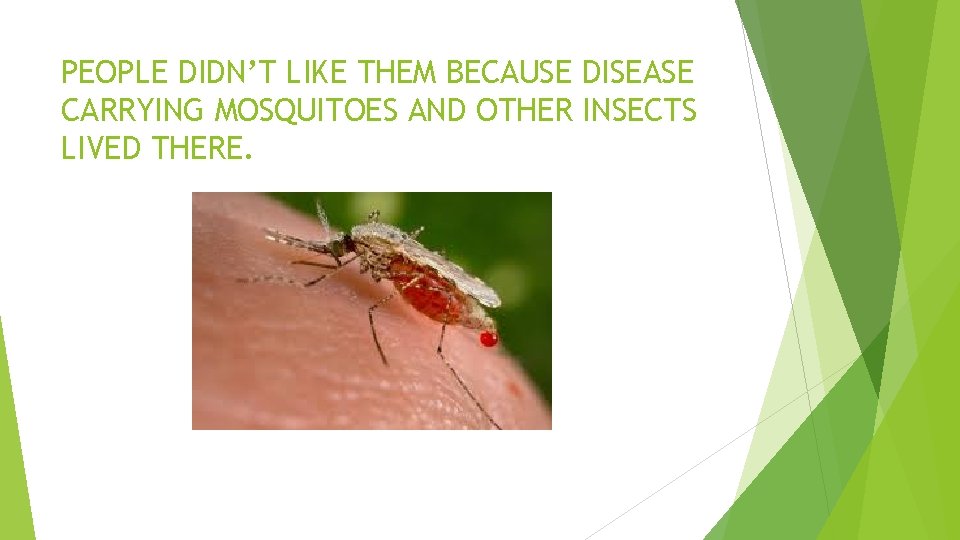 PEOPLE DIDN’T LIKE THEM BECAUSE DISEASE CARRYING MOSQUITOES AND OTHER INSECTS LIVED THERE. 