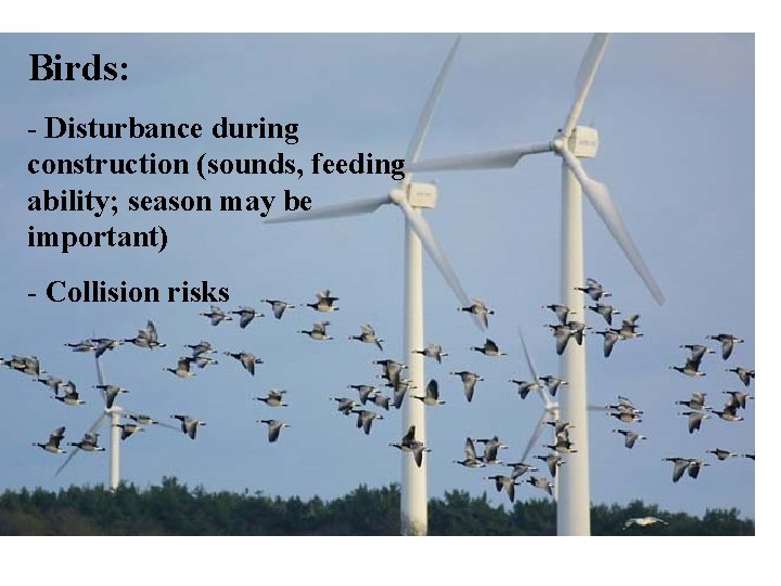 Birds: - Disturbance during construction (sounds, feeding ability; season may be important) - Collision