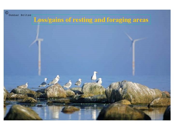 Loss/gains of resting and foraging areas 
