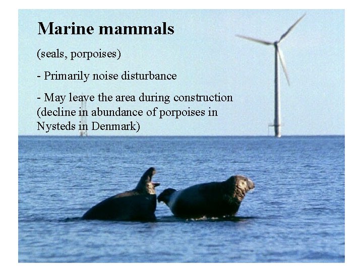 Marine mammals (seals, porpoises) - Primarily noise disturbance - May leave the area during