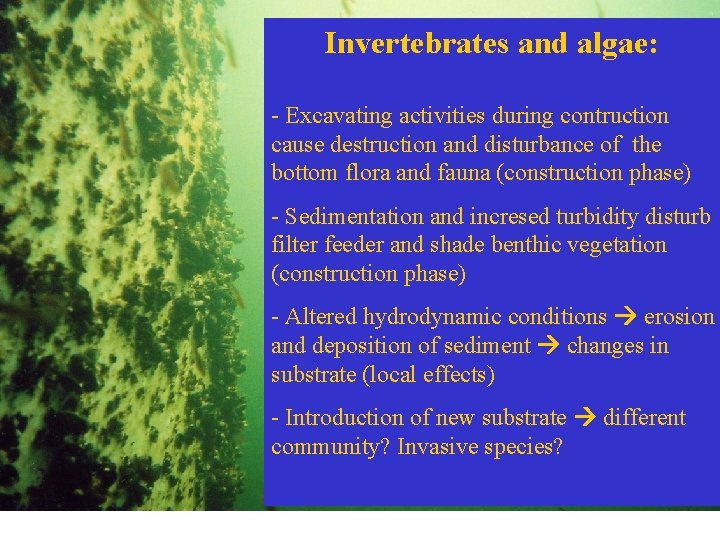 Invertebrates and algae: - Excavating activities during contruction cause destruction and disturbance of the