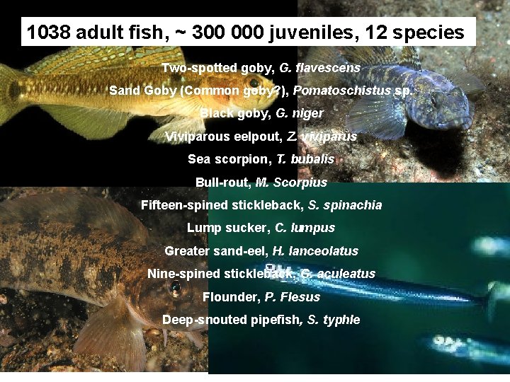 1038 adult fish, ~ 300 000 juveniles, 12 species Two-spotted goby, G. flavescens Sand