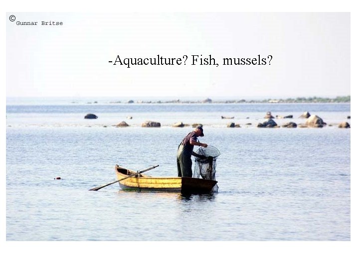 -Aquaculture? Fish, mussels? 