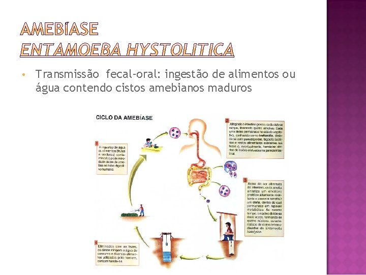  • Transmissão fecal-oral: ingestão de alimentos ou água contendo cistos amebianos maduros 