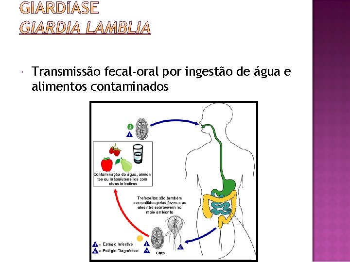  Transmissão fecal-oral por ingestão de água e alimentos contaminados 