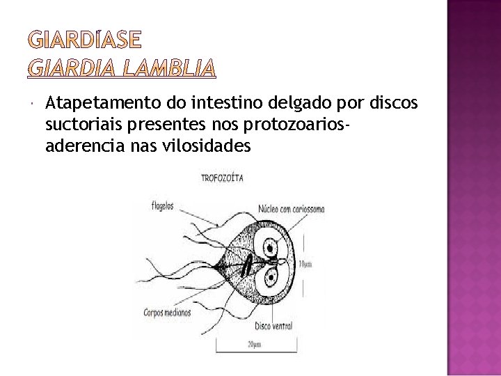  Atapetamento do intestino delgado por discos suctoriais presentes nos protozoariosaderencia nas vilosidades 