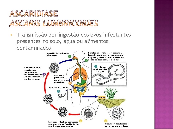  • Transmissão por ingestão dos ovos infectantes presentes no solo, água ou alimentos