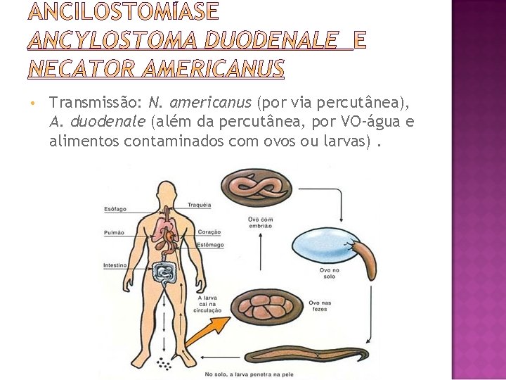  • Transmissão: N. americanus (por via percutânea), A. duodenale (além da percutânea, por