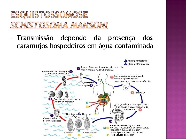  Transmissão depende da presença dos caramujos hospedeiros em água contaminada 