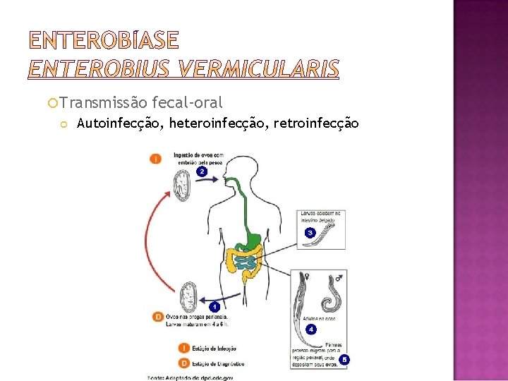  Transmissão fecal-oral Autoinfecção, heteroinfecção, retroinfecção 