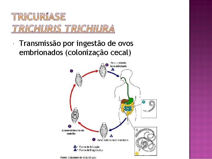  Transmissão por ingestão de ovos embrionados (colonização cecal) 