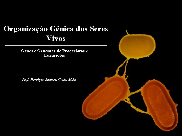 Organização Gênica dos Seres Vivos Genes e Genomas de Procariotos e Eucariotos Prof. Henrique