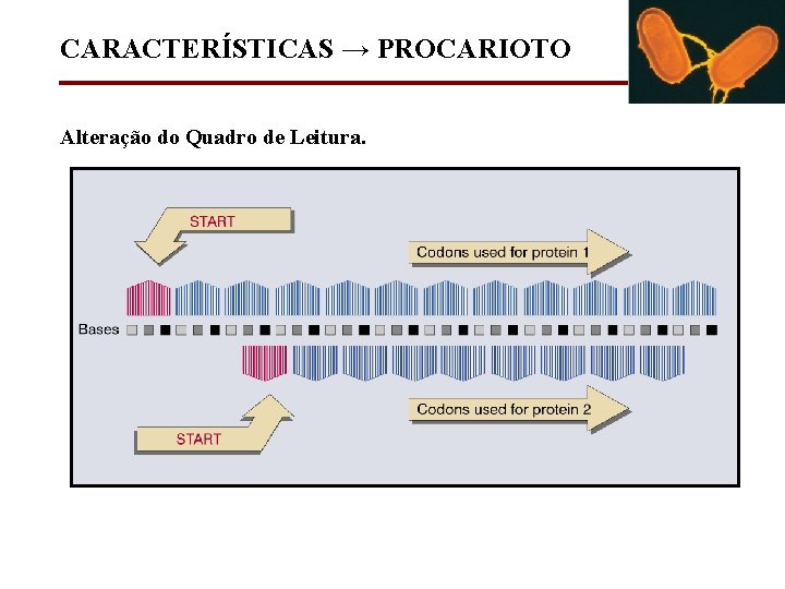 CARACTERÍSTICAS → PROCARIOTO Alteração do Quadro de Leitura. 