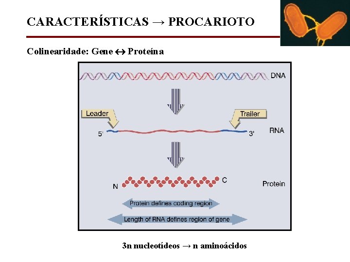 CARACTERÍSTICAS → PROCARIOTO Colinearidade: Gene Proteína 3 n nucleotídeos → n aminoácidos 