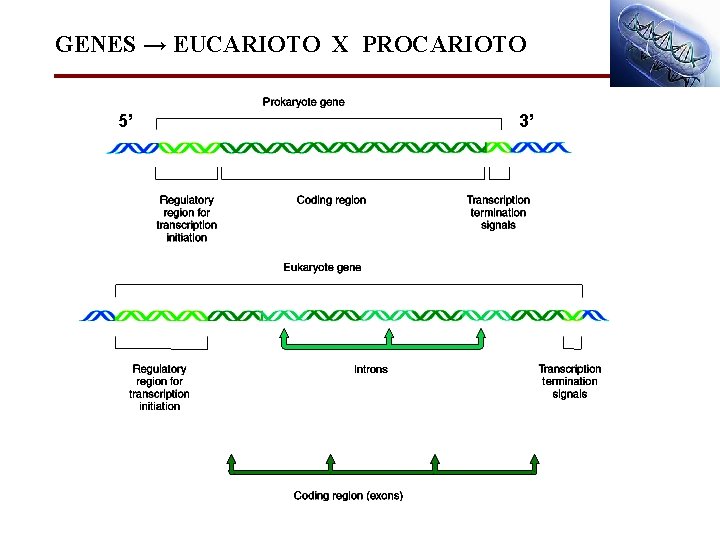 GENES → EUCARIOTO X PROCARIOTO 5’ 3’ 