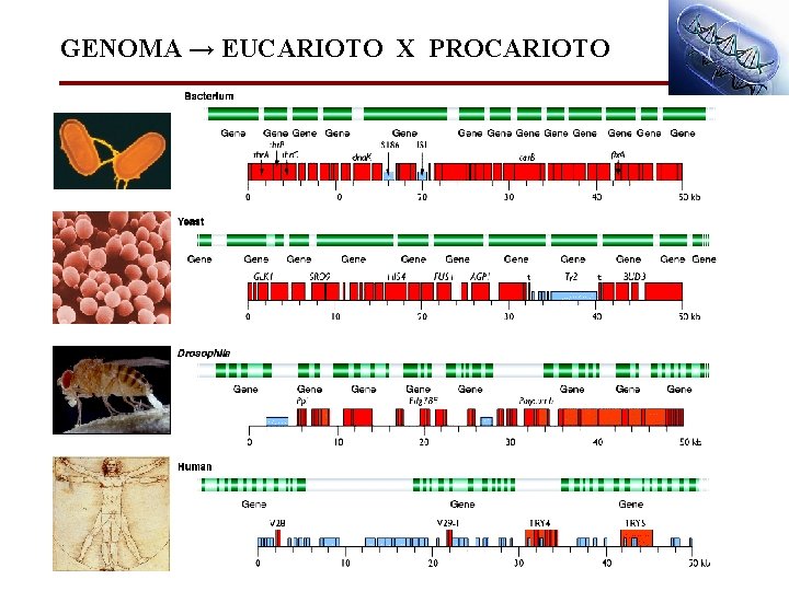 GENOMA → EUCARIOTO X PROCARIOTO 