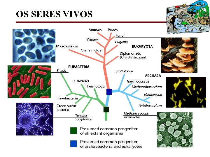 OS SERES VIVOS 