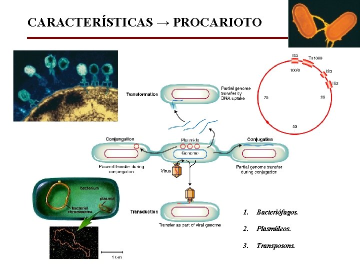 CARACTERÍSTICAS → PROCARIOTO 1. Bacteriófagos. 2. Plasmídeos. 3. Transposons. 