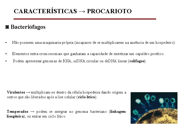 CARACTERÍSTICAS → PROCARIOTO ◙ Bacteriófagos • Não possuem uma maquinaria própria (incapazes de se