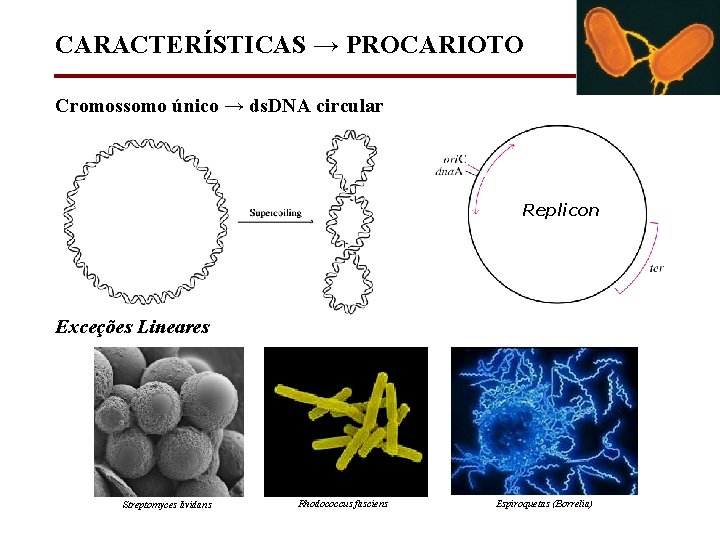 CARACTERÍSTICAS → PROCARIOTO Cromossomo único → ds. DNA circular Replicon Exceções Lineares Streptomyces lividans