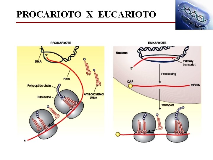 PROCARIOTO X EUCARIOTO 