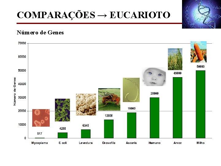 COMPARAÇÕES → EUCARIOTO Número de Genes 