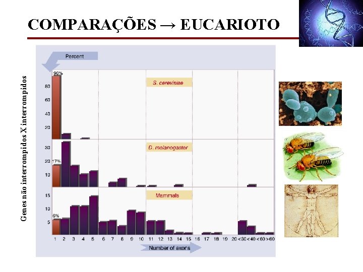 Genes não interrompidos X interrompidos COMPARAÇÕES → EUCARIOTO 