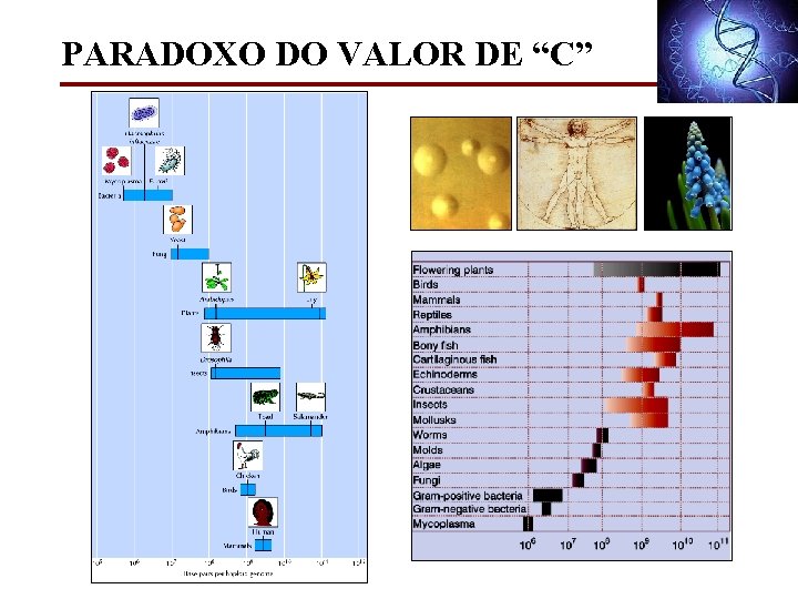 PARADOXO DO VALOR DE “C” 