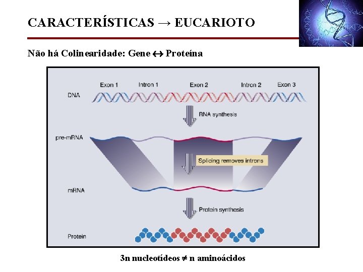 CARACTERÍSTICAS → EUCARIOTO Não há Colinearidade: Gene Proteína 3 n nucleotídeos n aminoácidos 