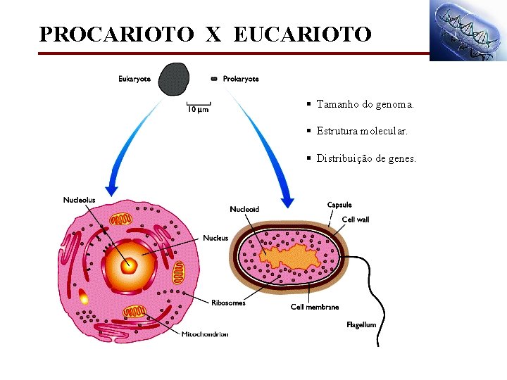 PROCARIOTO X EUCARIOTO § Tamanho do genoma. § Estrutura molecular. § Distribuição de genes.