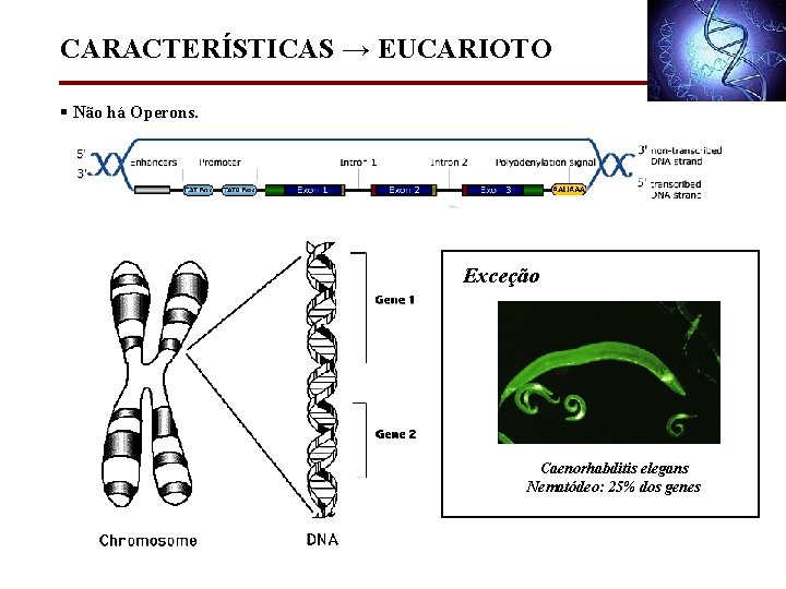 CARACTERÍSTICAS → EUCARIOTO § Não há Operons. Exceção Caenorhabditis elegans Nematódeo: 25% dos genes