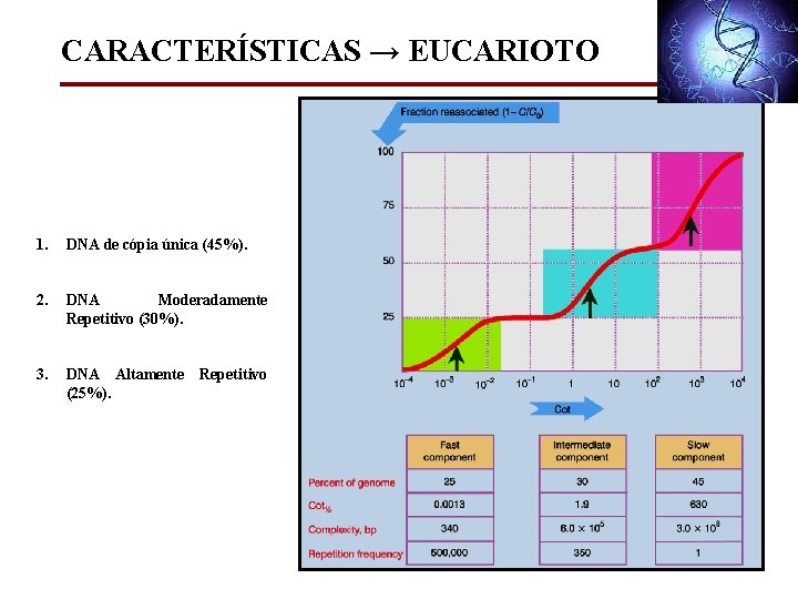 CARACTERÍSTICAS → EUCARIOTO 1. DNA de cópia única (45%). 2. DNA Moderadamente Repetitivo (30%).