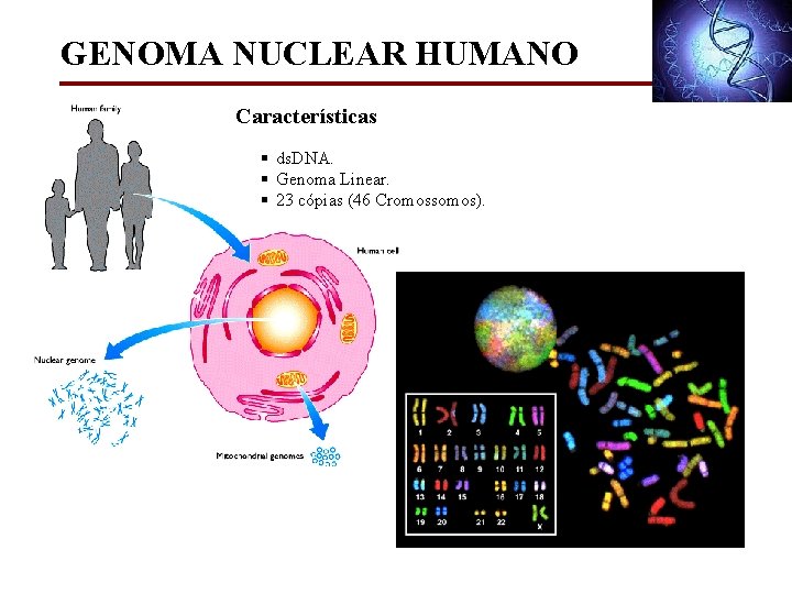 GENOMA NUCLEAR HUMANO Características § ds. DNA. § Genoma Linear. § 23 cópias (46