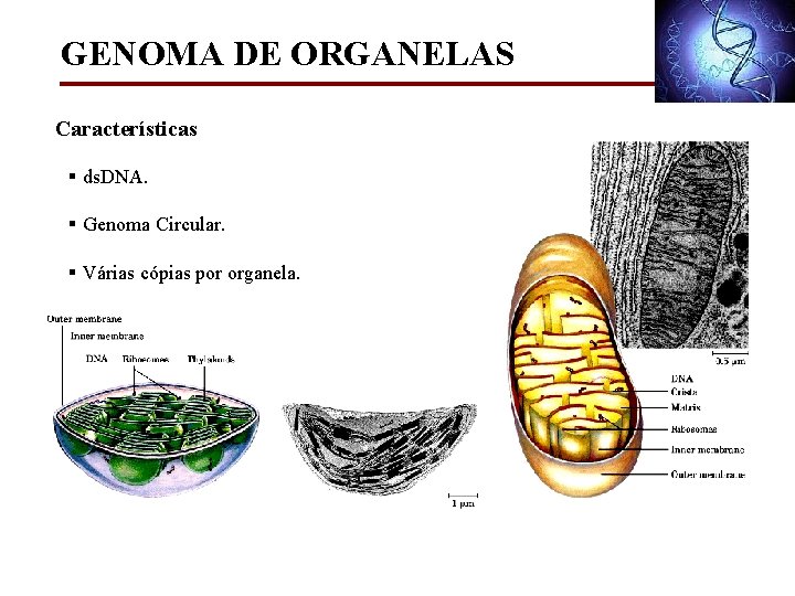 GENOMA DE ORGANELAS Características § ds. DNA. § Genoma Circular. § Várias cópias por