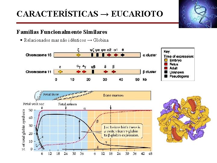 CARACTERÍSTICAS → EUCARIOTO Famílias Funcionalmente Similares § Relacionados mas não idênticos → Globina 