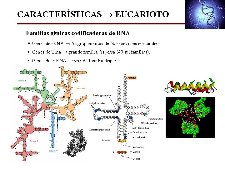 CARACTERÍSTICAS → EUCARIOTO Famílias gênicas codificadoras de RNA § Genes de r. RNA →