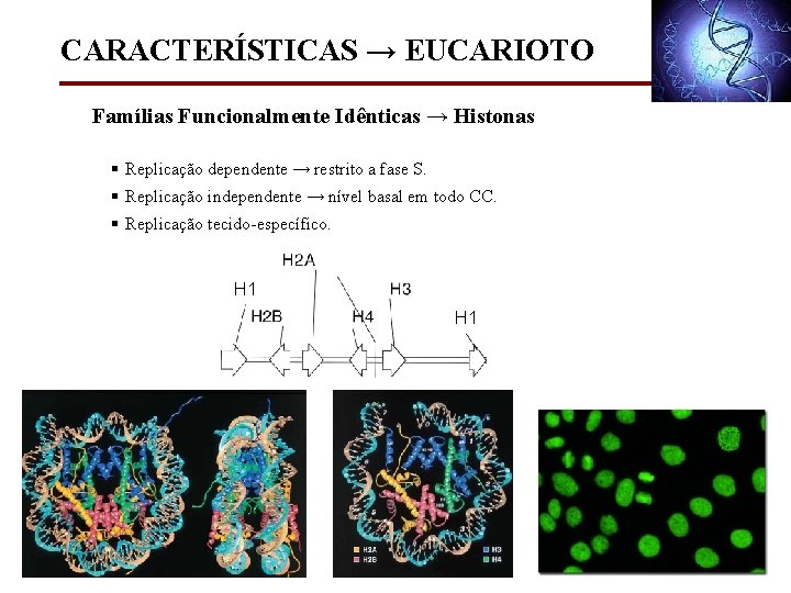 CARACTERÍSTICAS → EUCARIOTO Famílias Funcionalmente Idênticas → Histonas § Replicação dependente → restrito a