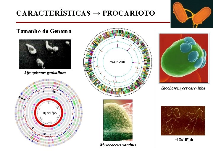 CARACTERÍSTICAS → PROCARIOTO Tamanho do Genoma ~9, 5 x 106 pb Mycoplasma genitalium Saccharomyces