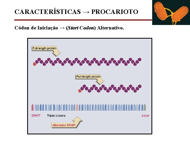 CARACTERÍSTICAS → PROCARIOTO Códon de Iniciação → (Start Codon) Alternativo. 