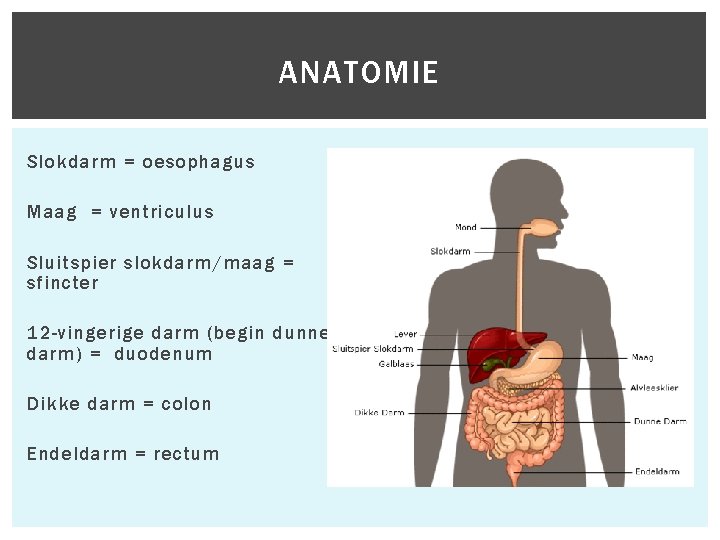 ANATOMIE Slokdarm = oesophagus Maag = ventriculus Sluitspier slokdarm/maag = sfincter 12 -vingerige darm