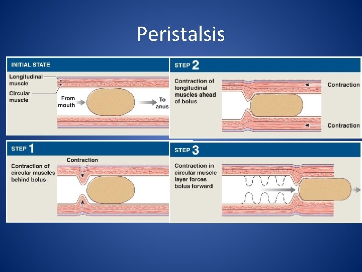 Peristalsis 