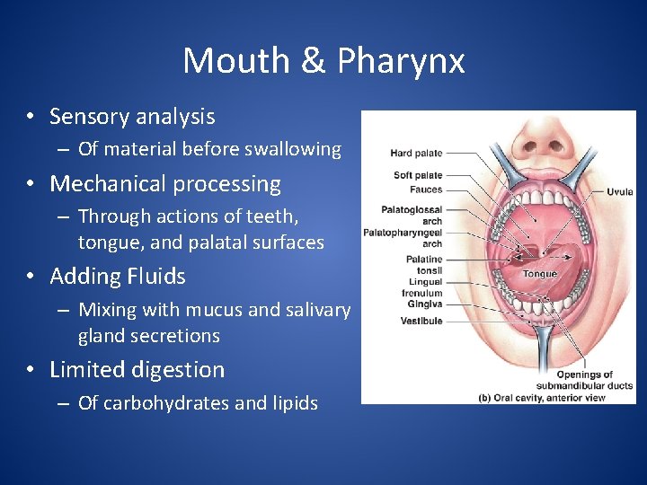 Mouth & Pharynx • Sensory analysis – Of material before swallowing • Mechanical processing