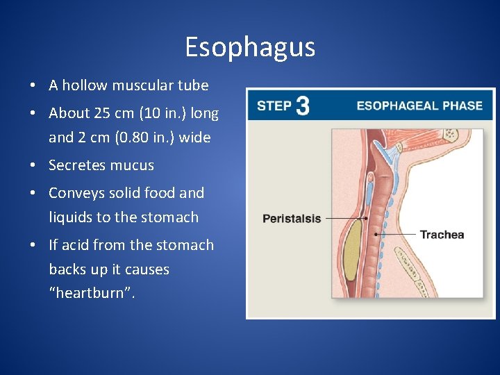 Esophagus • A hollow muscular tube • About 25 cm (10 in. ) long