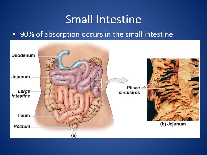 Small Intestine • 90% of absorption occurs in the small intestine 