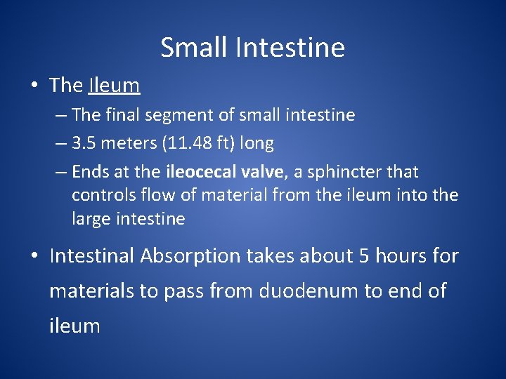 Small Intestine • The Ileum – The final segment of small intestine – 3.