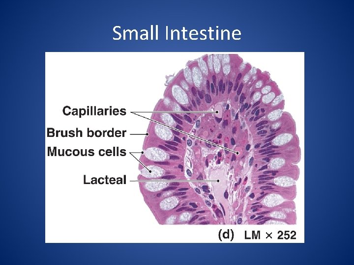 Small Intestine 