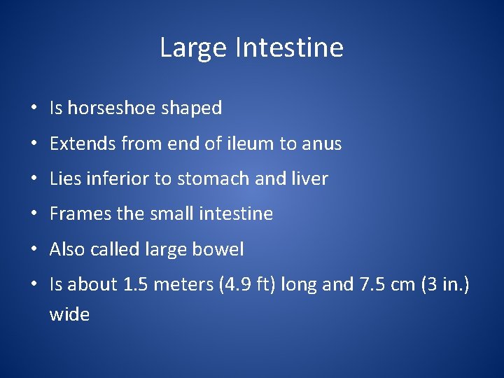 Large Intestine • Is horseshoe shaped • Extends from end of ileum to anus
