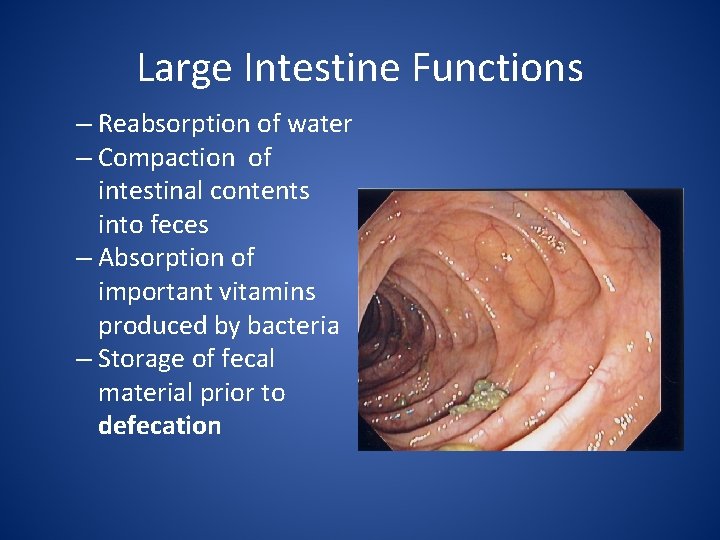 Large Intestine Functions – Reabsorption of water – Compaction of intestinal contents into feces