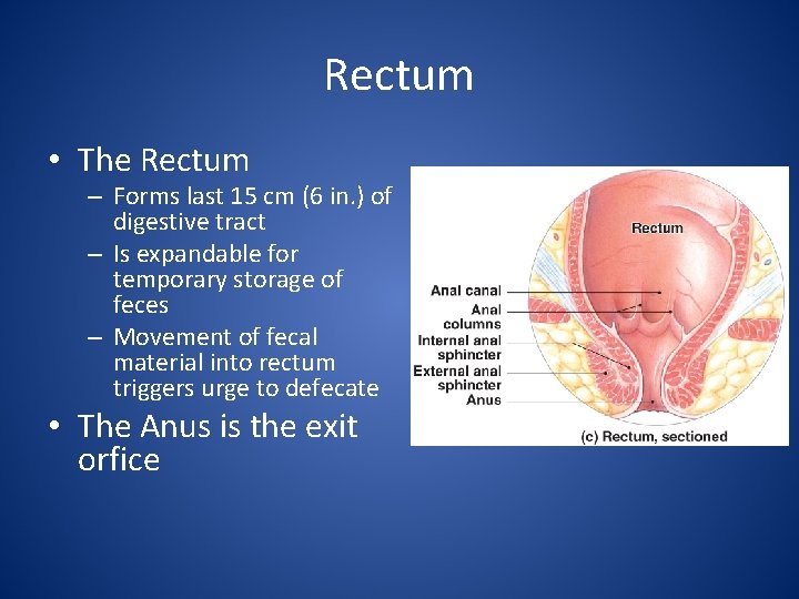 Rectum • The Rectum – Forms last 15 cm (6 in. ) of digestive